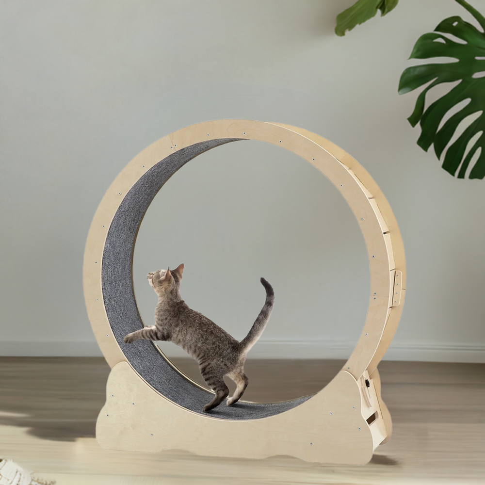 Cat on wheel in cozy living room