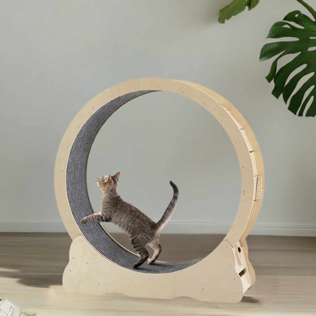Cat on wheel in cozy living room
