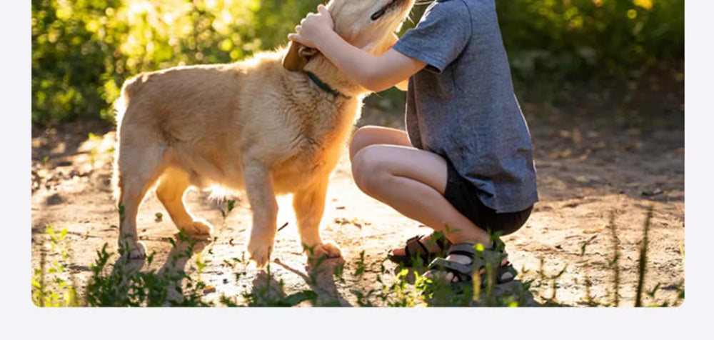 
                  
                    PawsCam Adventure
                  
                