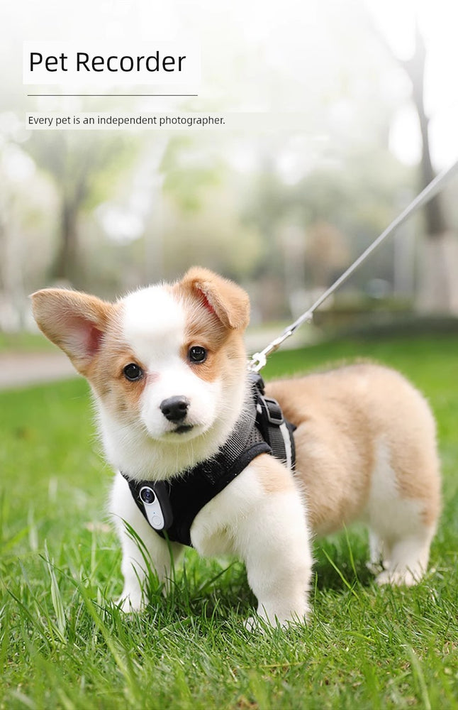 
                  
                    PawsCam Adventure
                  
                