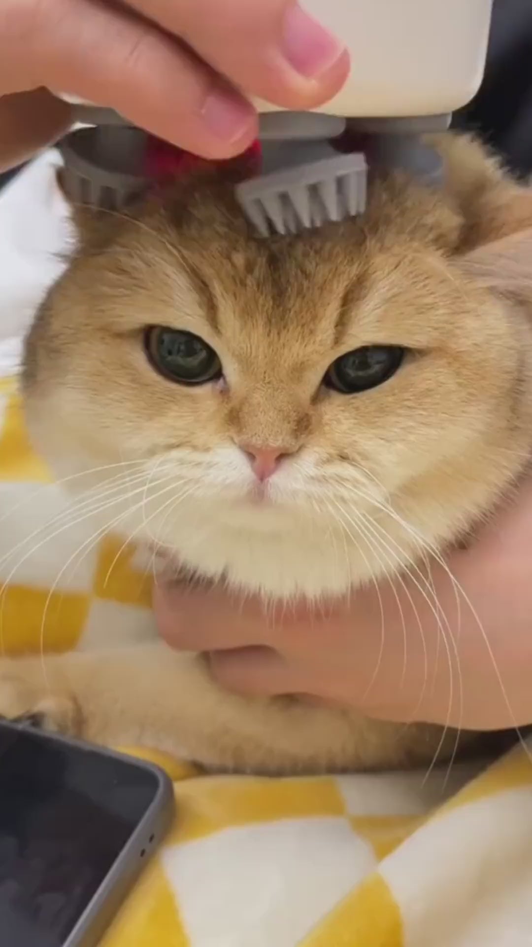 
                  
                    Load and play video in Gallery viewer, CalmPaws Automatic Cat Massager
                  
                